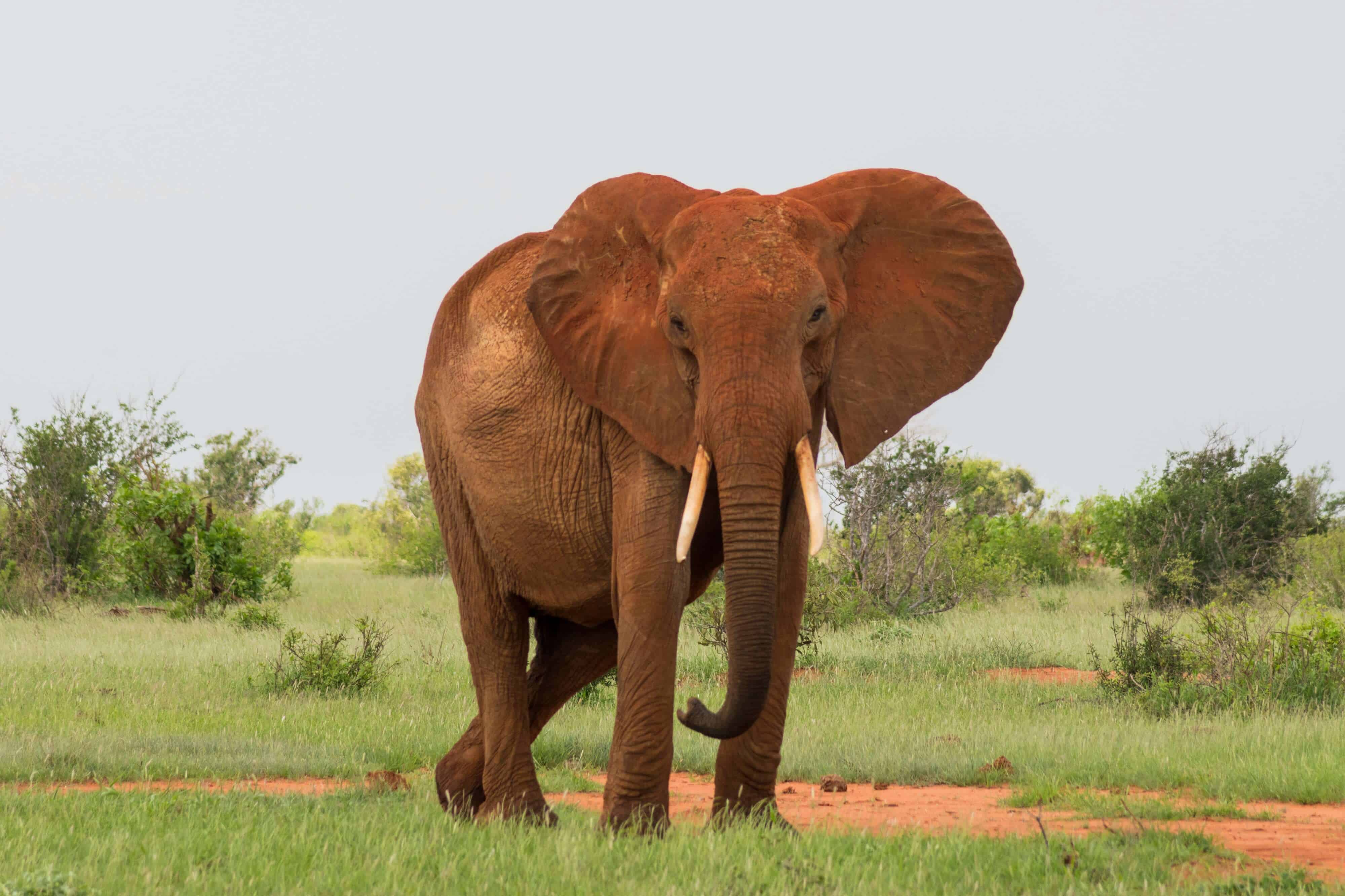Tsavo